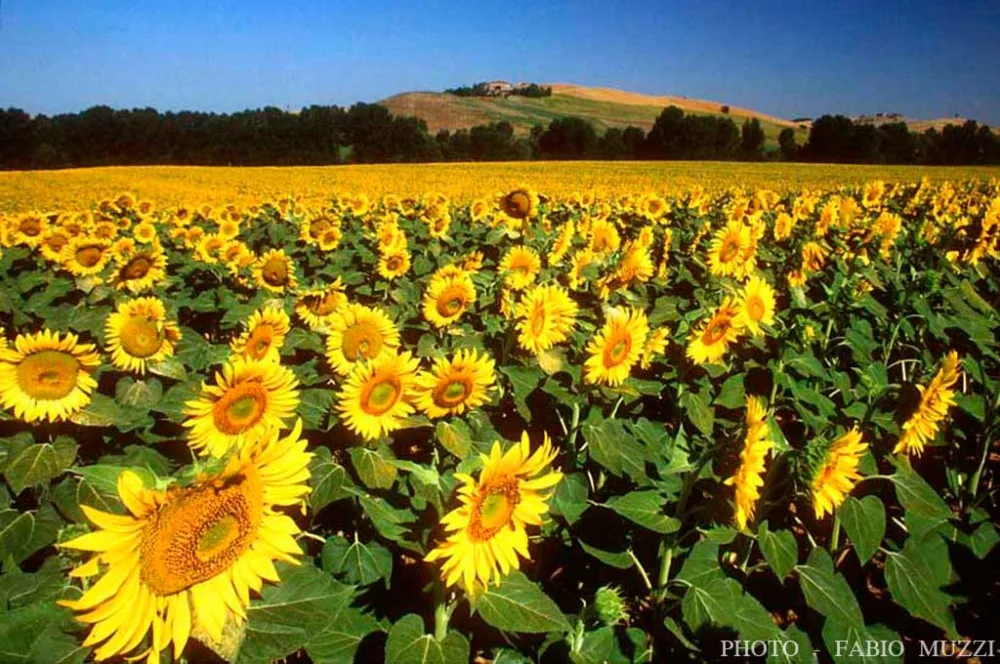 Campo di girasoli