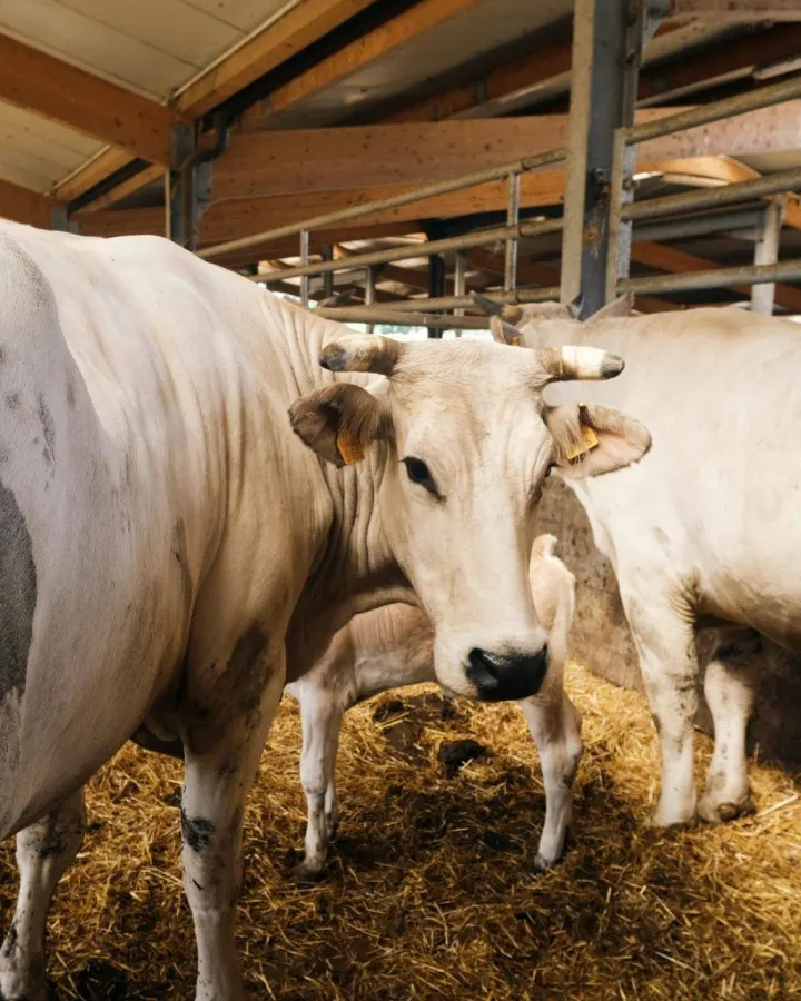 La Chianina