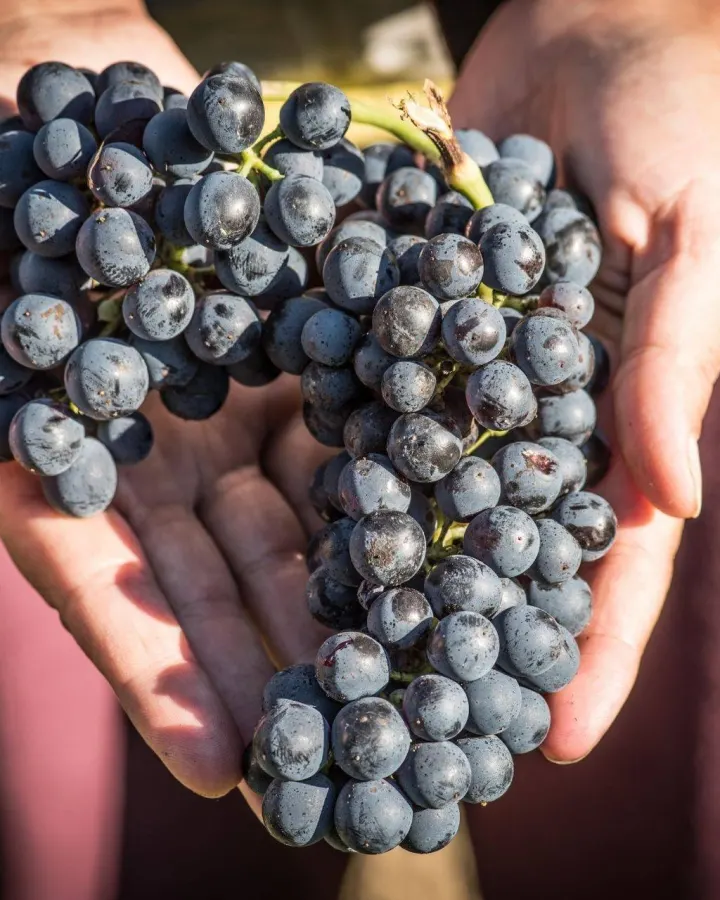 Syrah Di Cortona, Cortona Doc E Chianti Docg