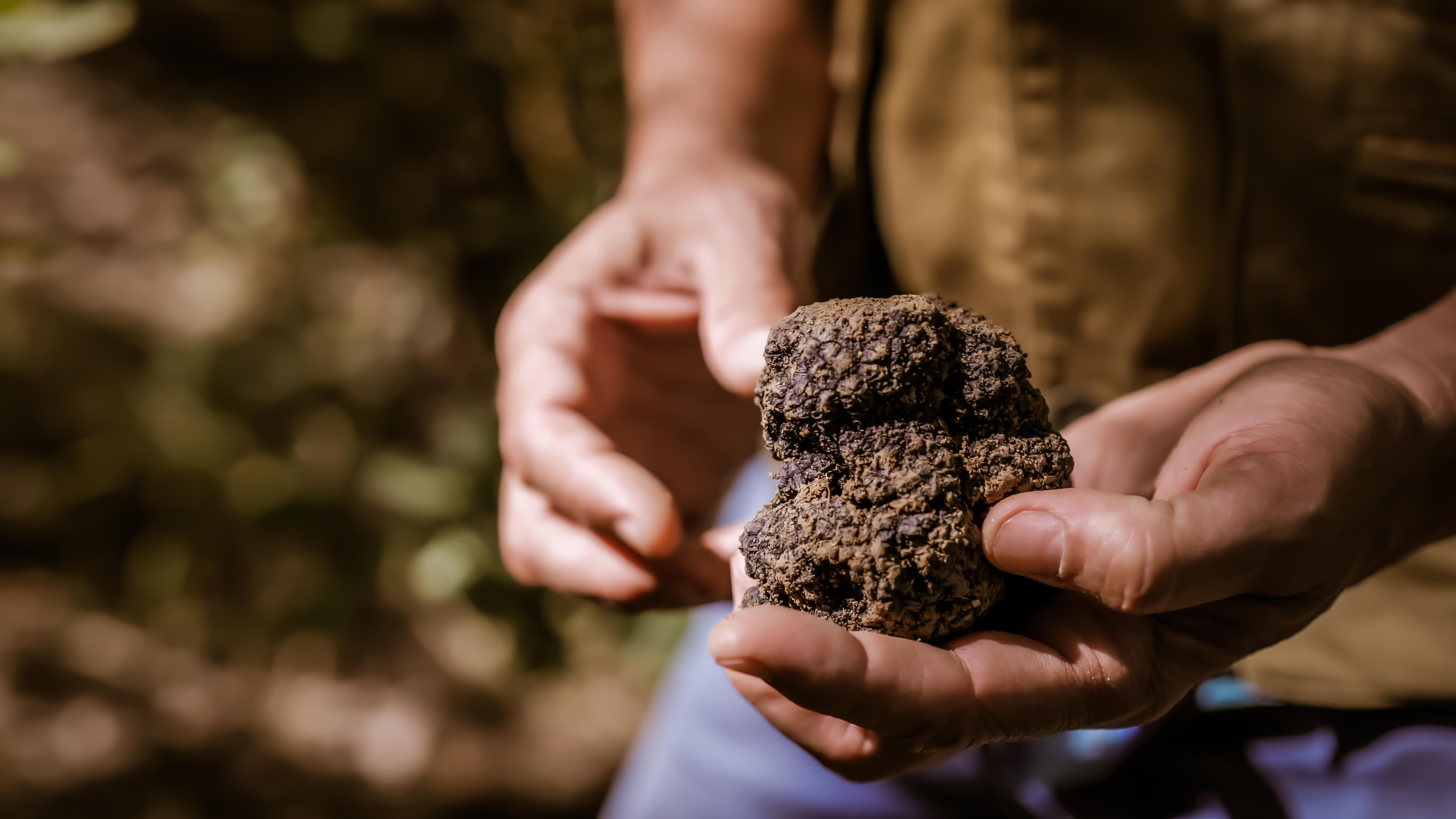 Tartufo