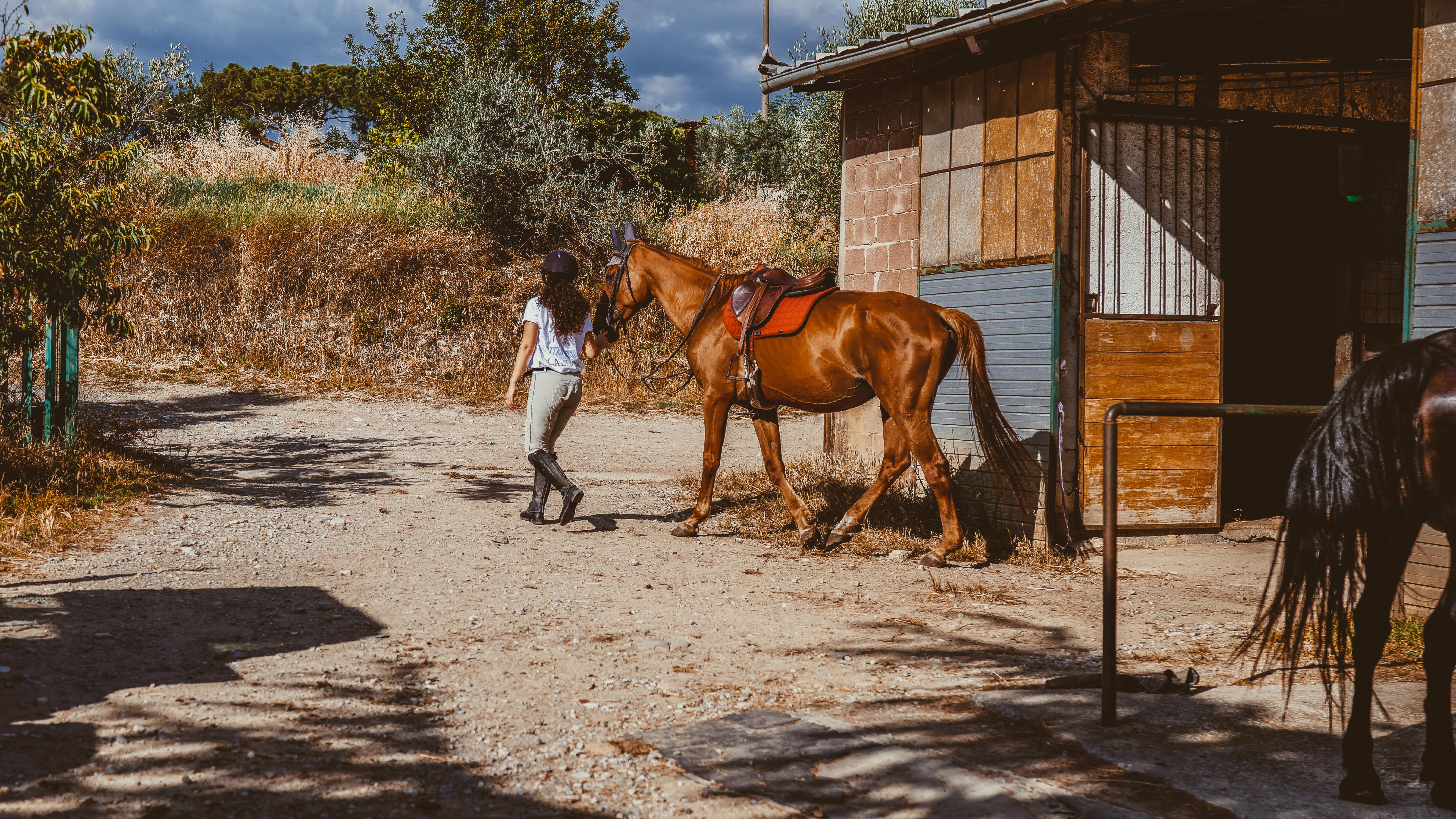 cavallo maneggio(17)