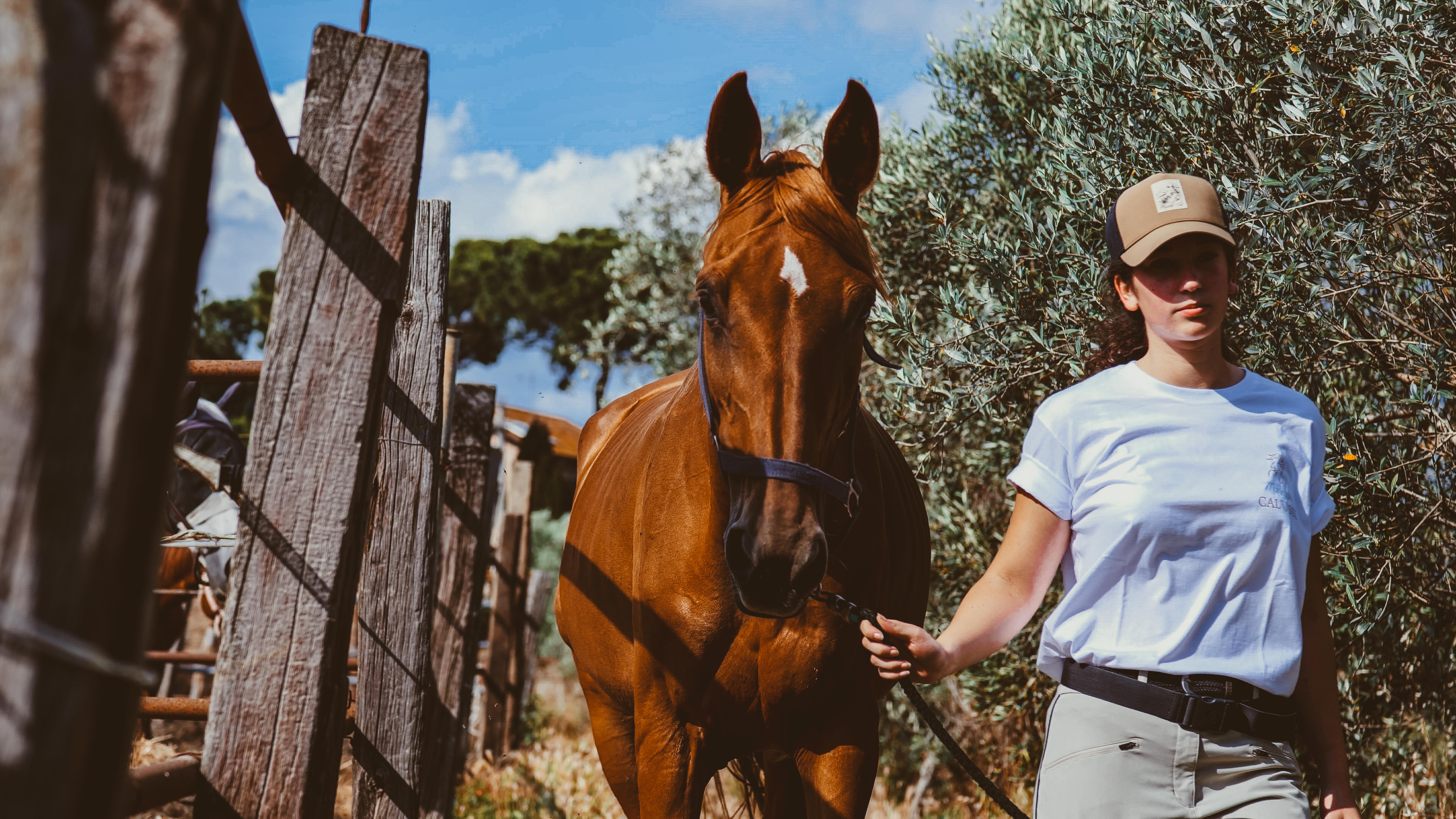 cavallo maneggio(31)