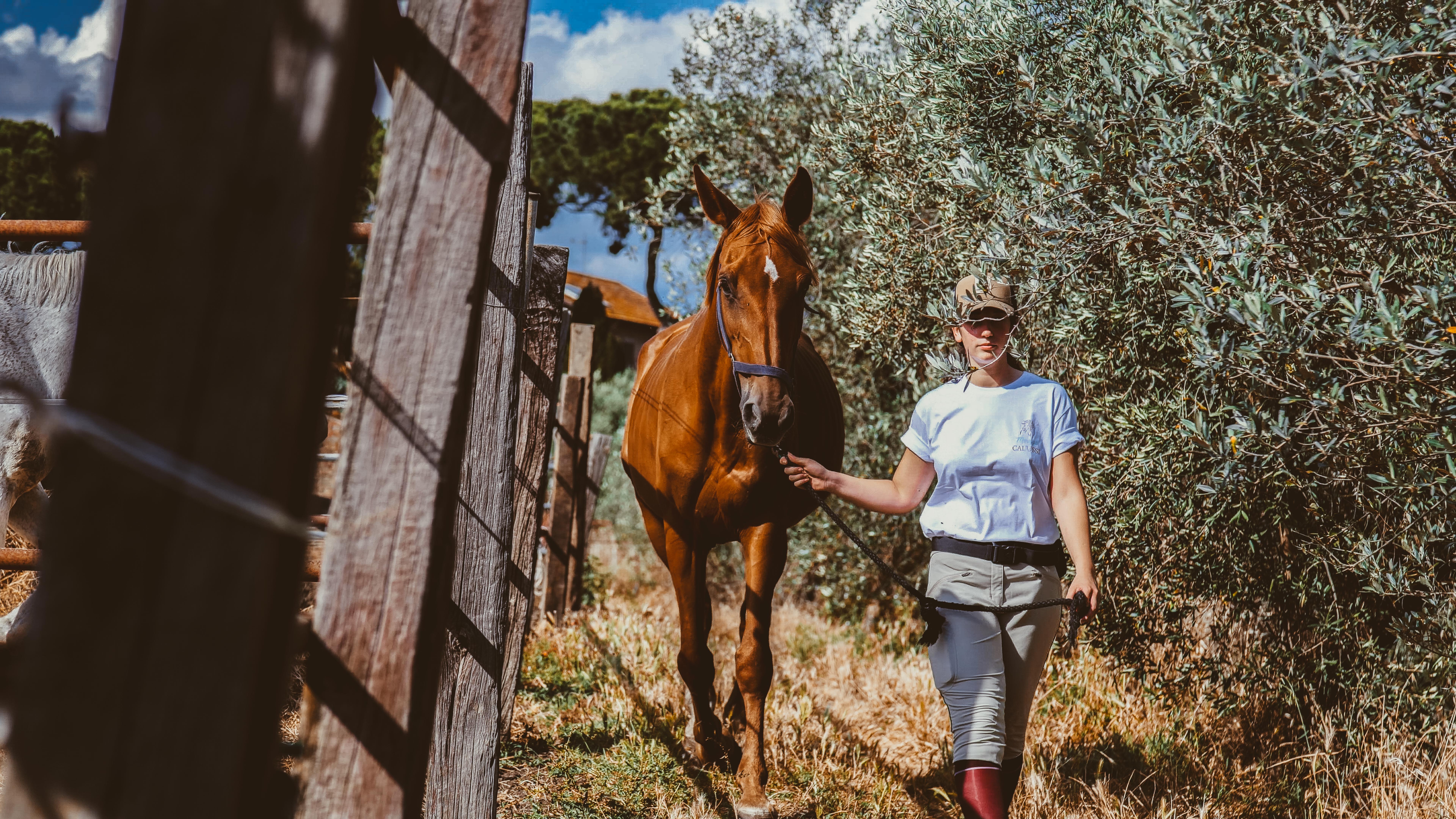 cavallo maneggio(32)