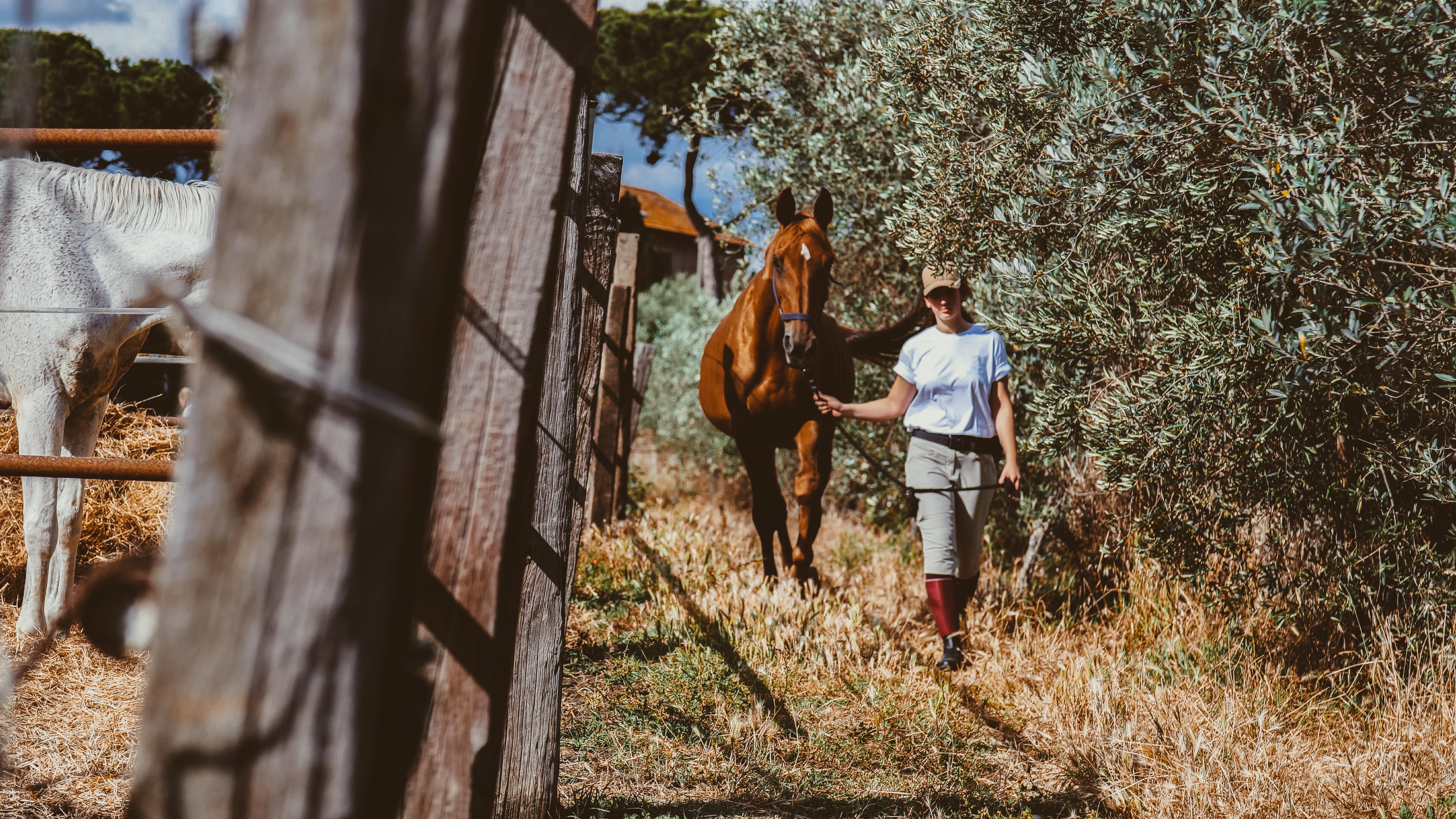 cavallo maneggio(33)