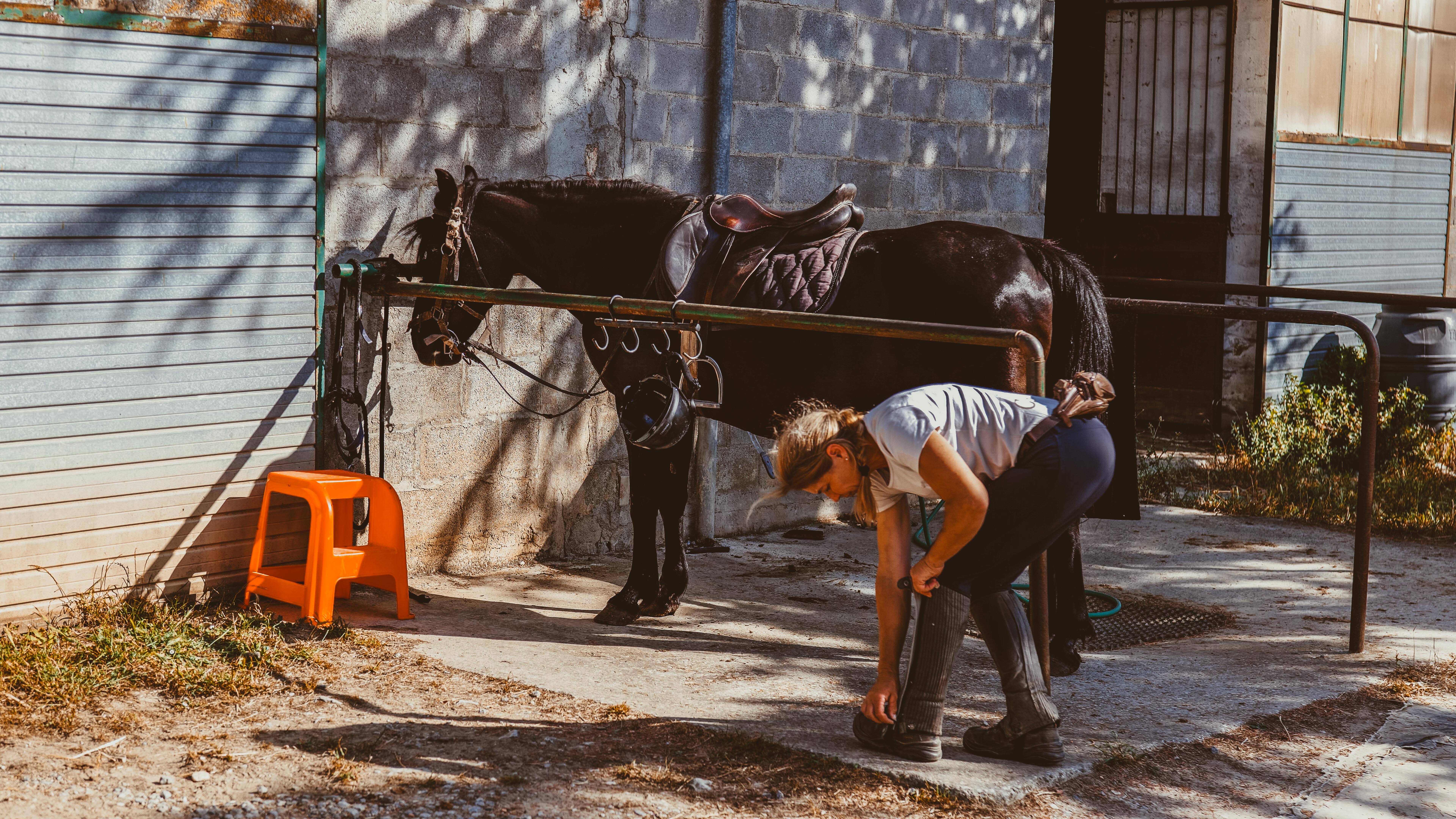 cavallo maneggio(19)