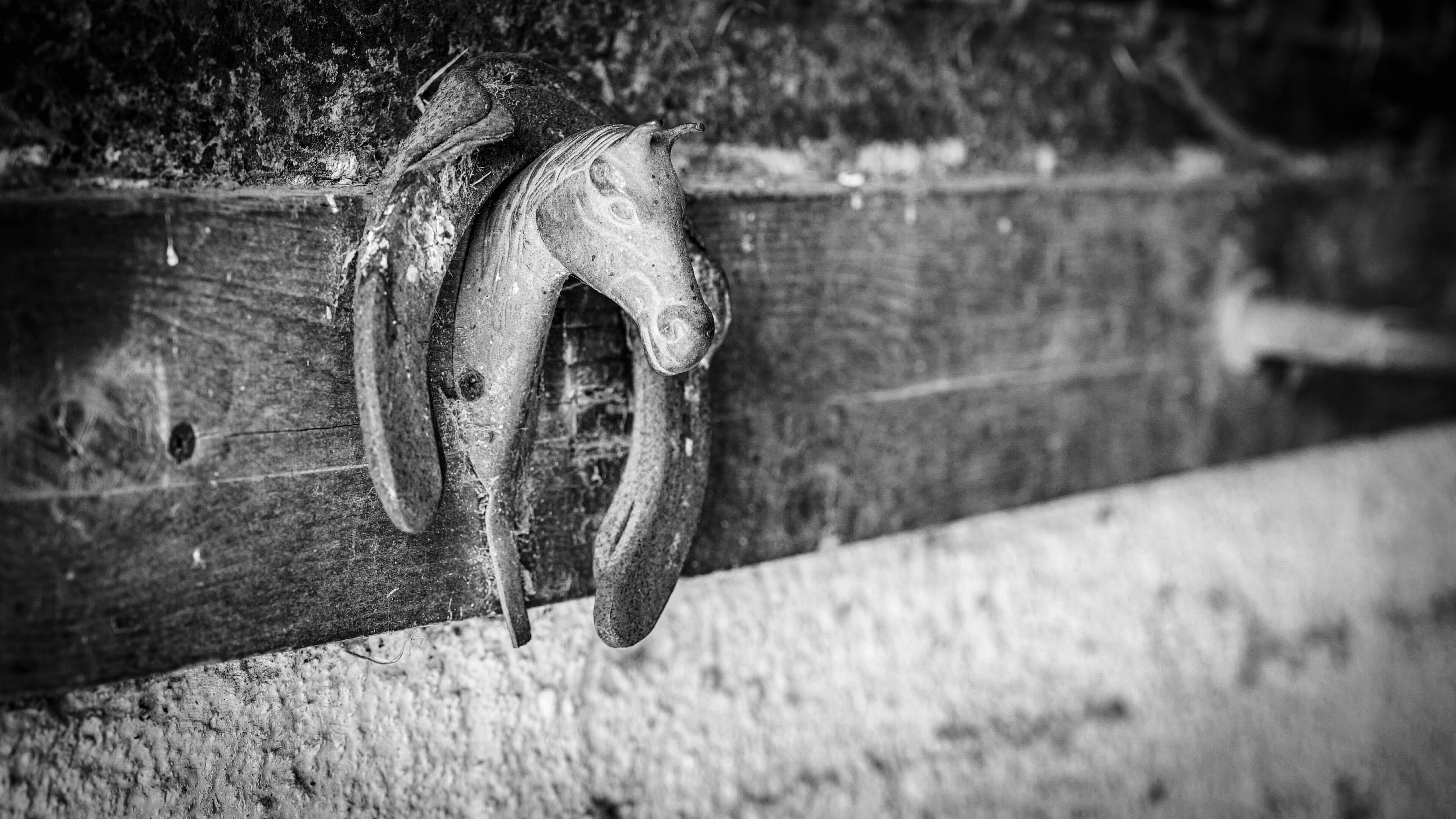 cavallo maneggio(13)